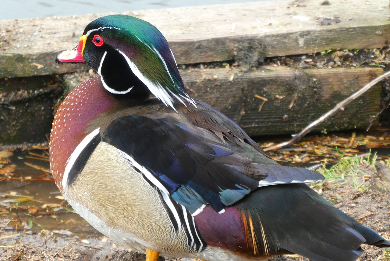 mandarin duck  asian bird  eendensoort free photo