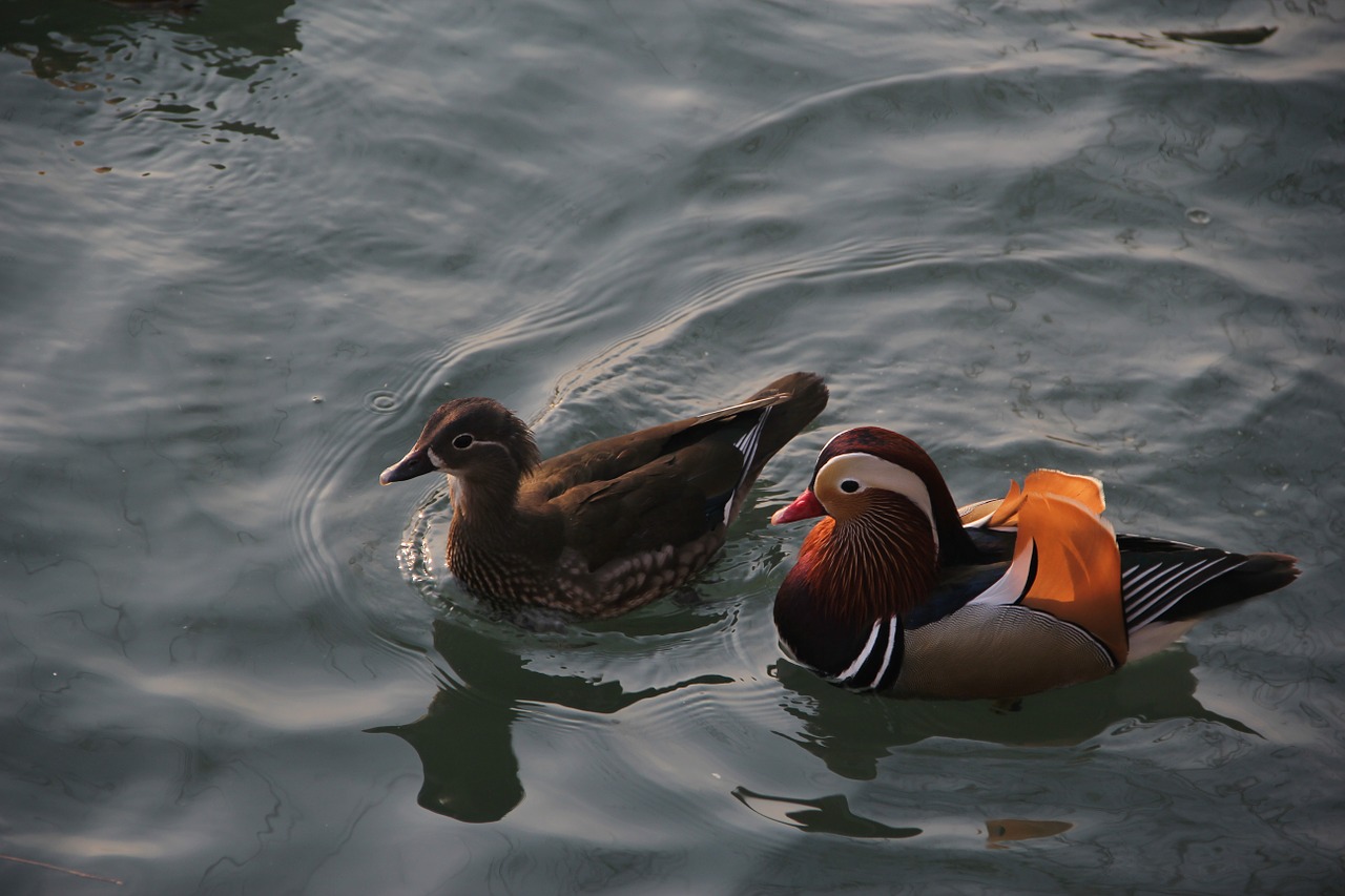 mandarin duck conjugal love pairs free photo