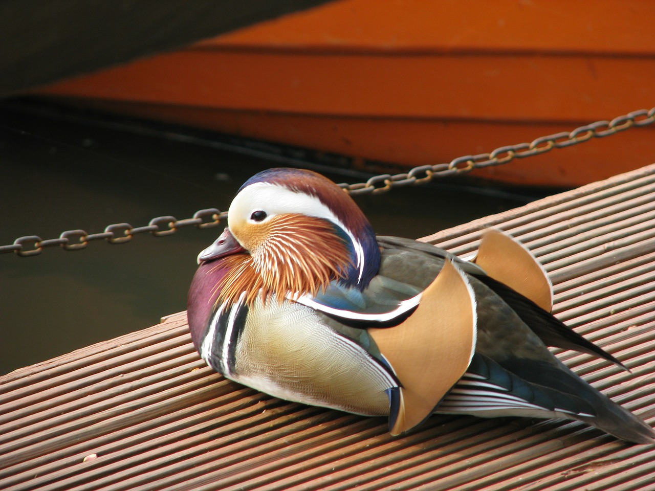 mandarin duck male bird free photo