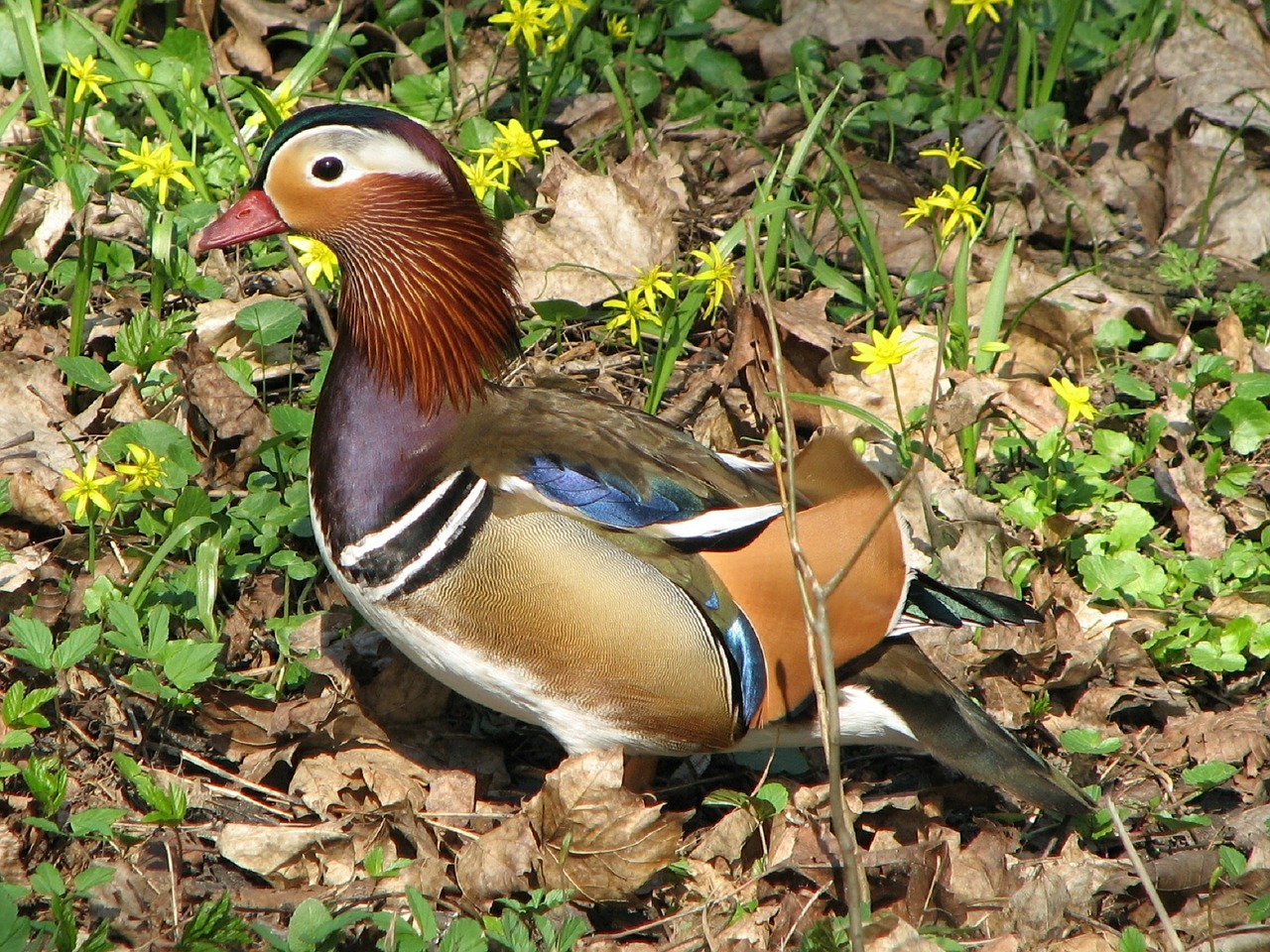 mandarin duck male bird free photo