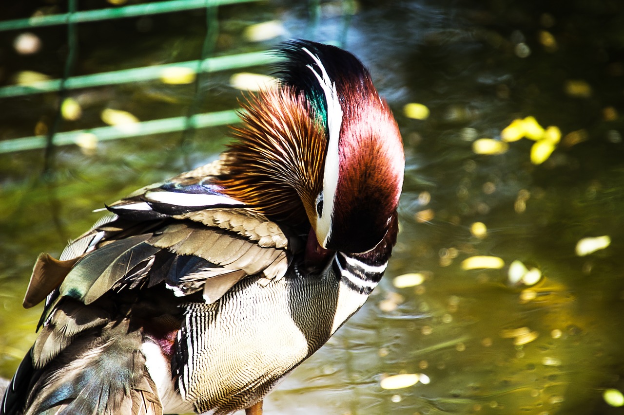 mandarin ducks mandarin duck bird free photo