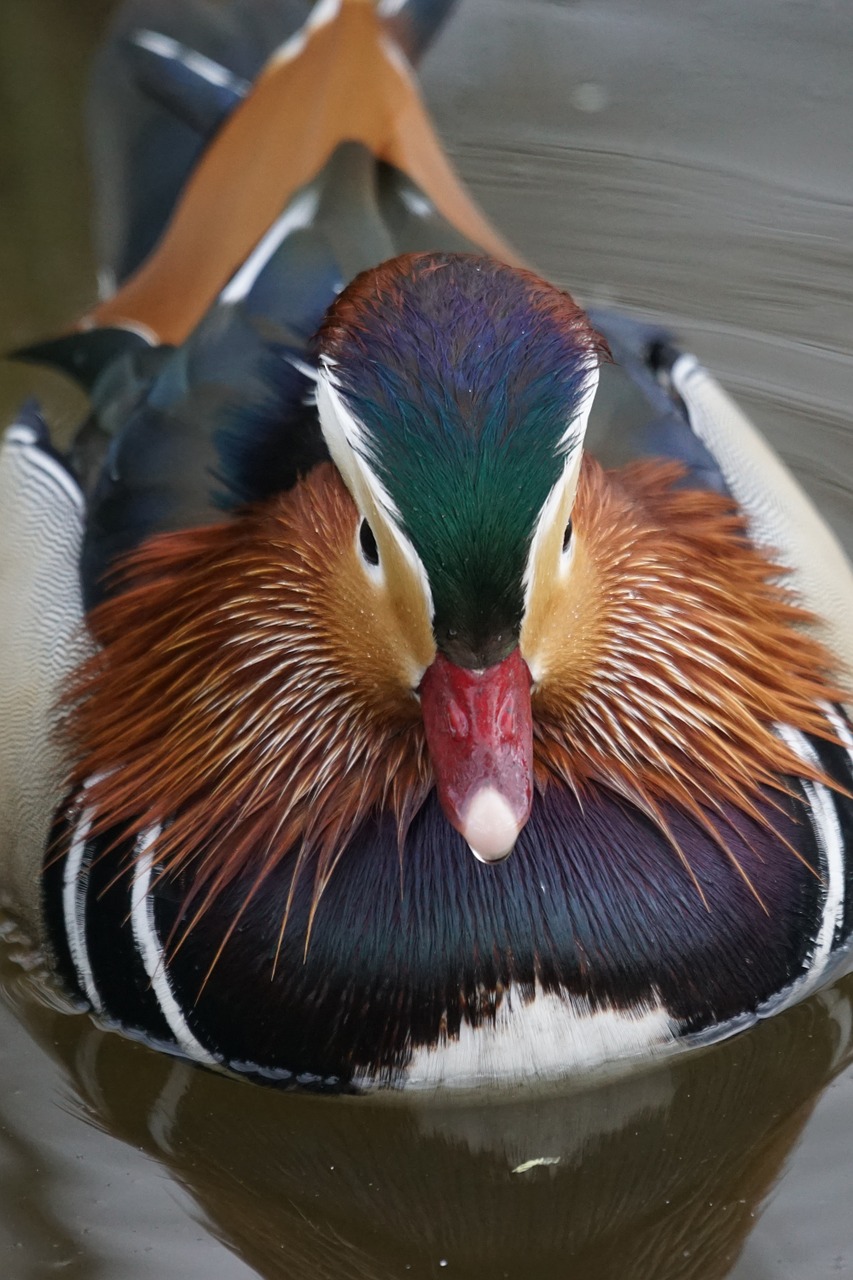 mandarin ducks duck water bird free photo