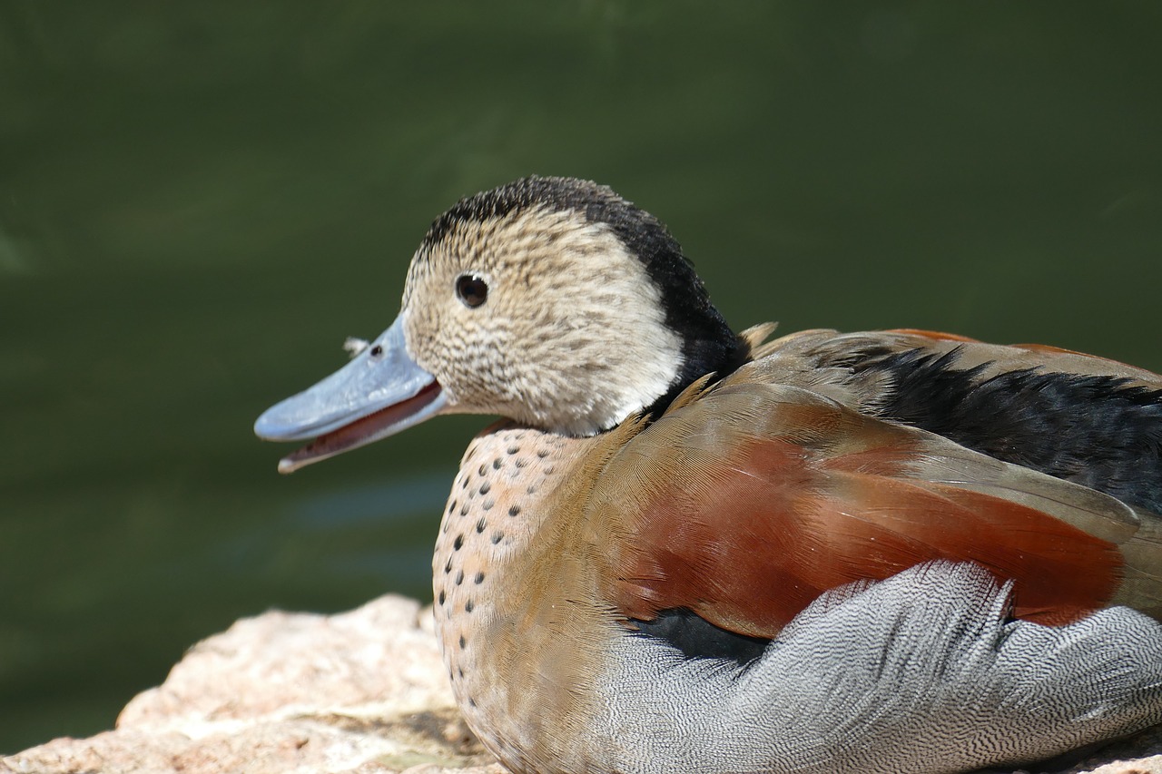 mandarin ducks pond water bird free photo