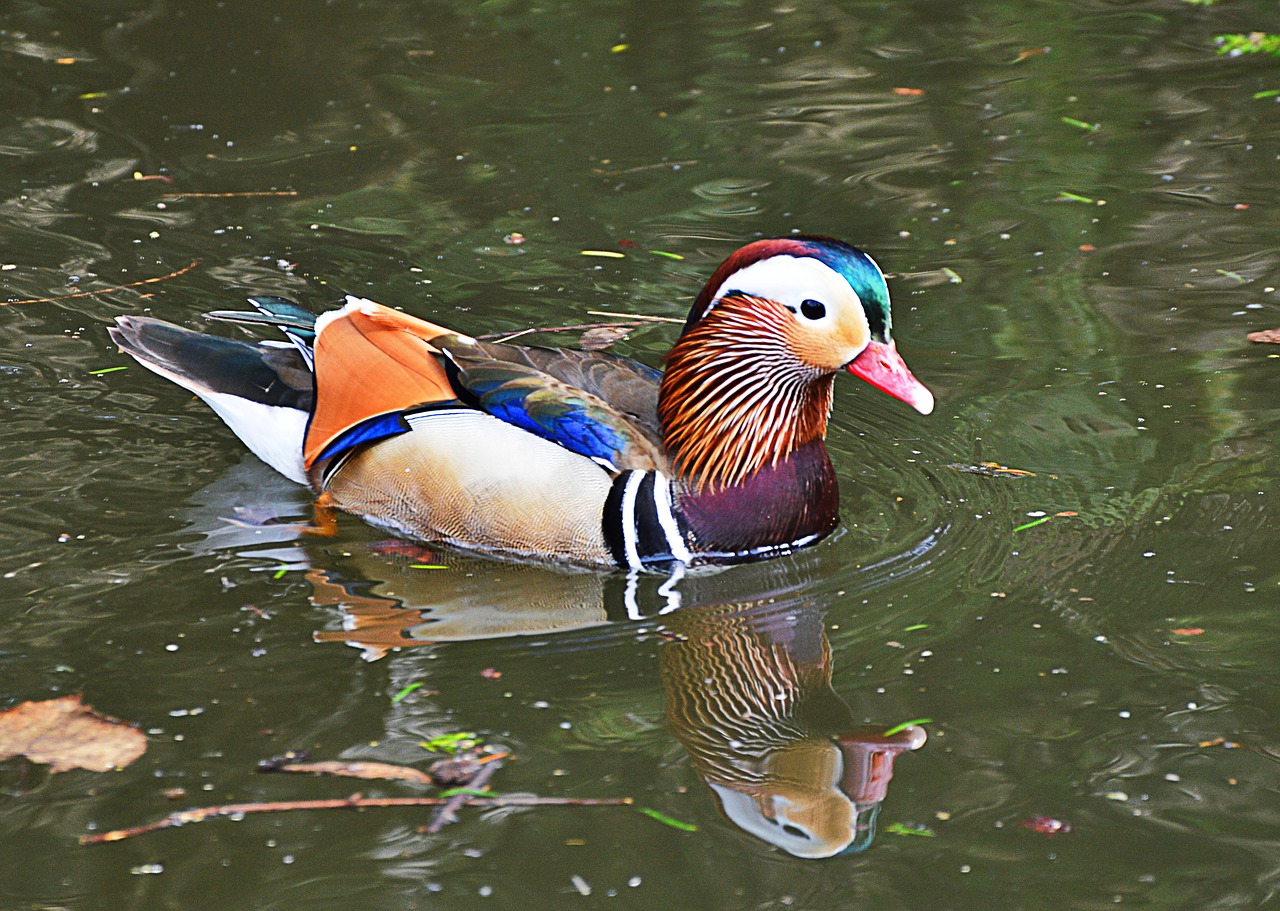 mandarin ducks water colorful free photo