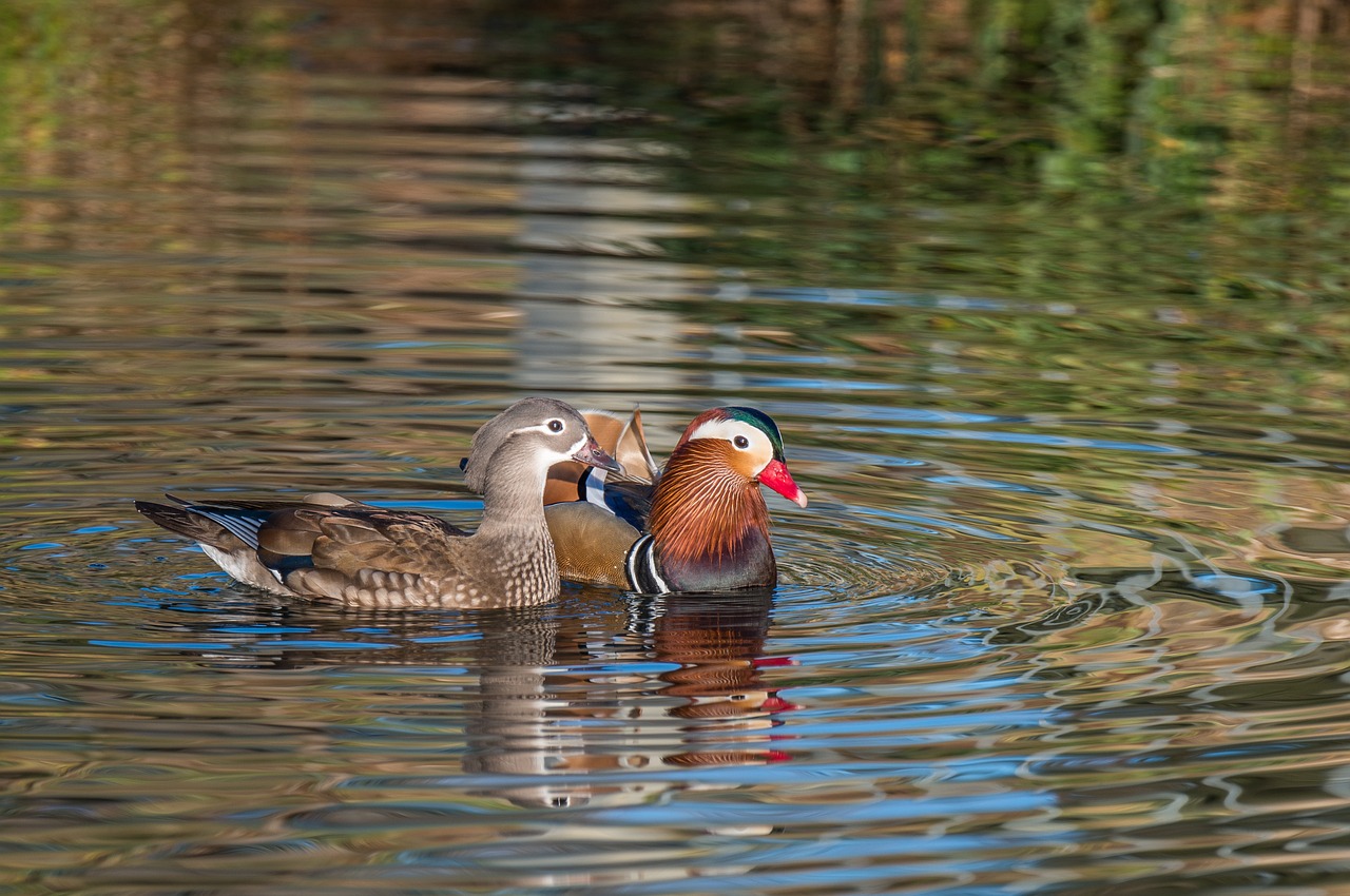 mandarin ducks aix galericulata pair free photo