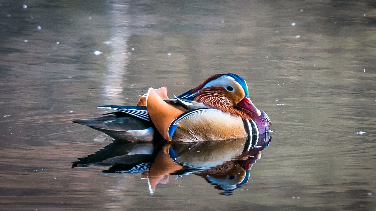 mandarin ducks duck colorful free photo