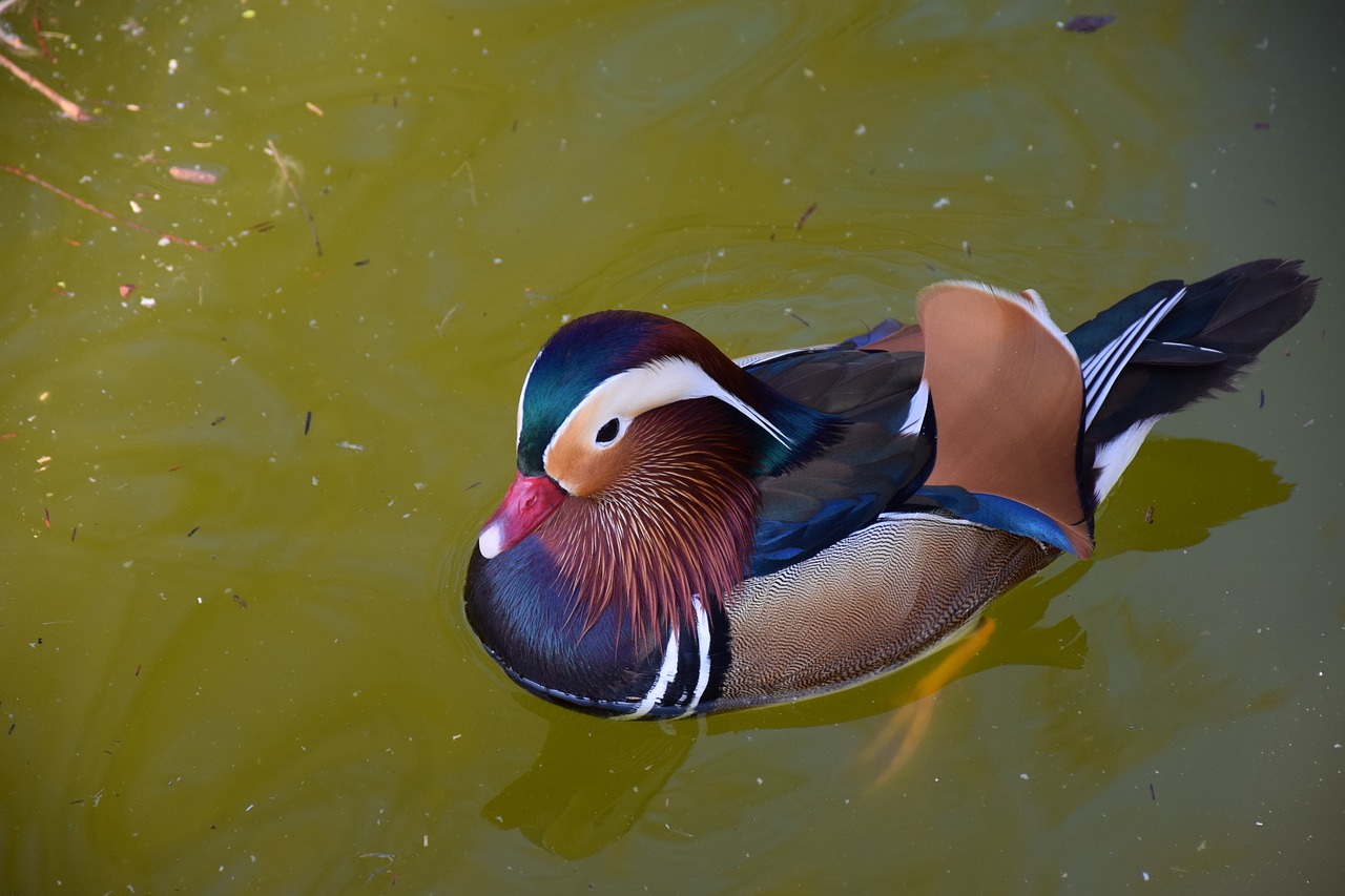 mandarin ducks colorful bright free photo