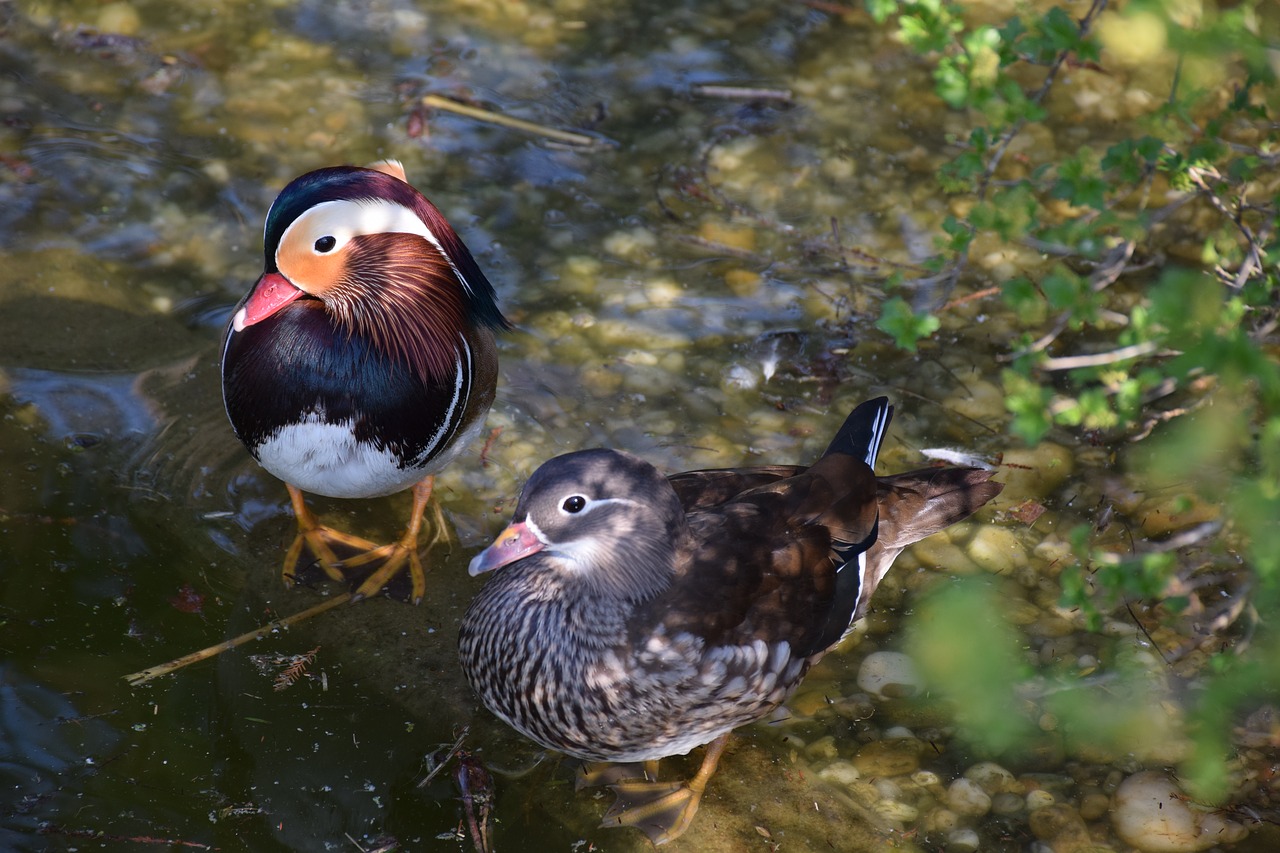 mandarin ducks in pairs colorful free photo