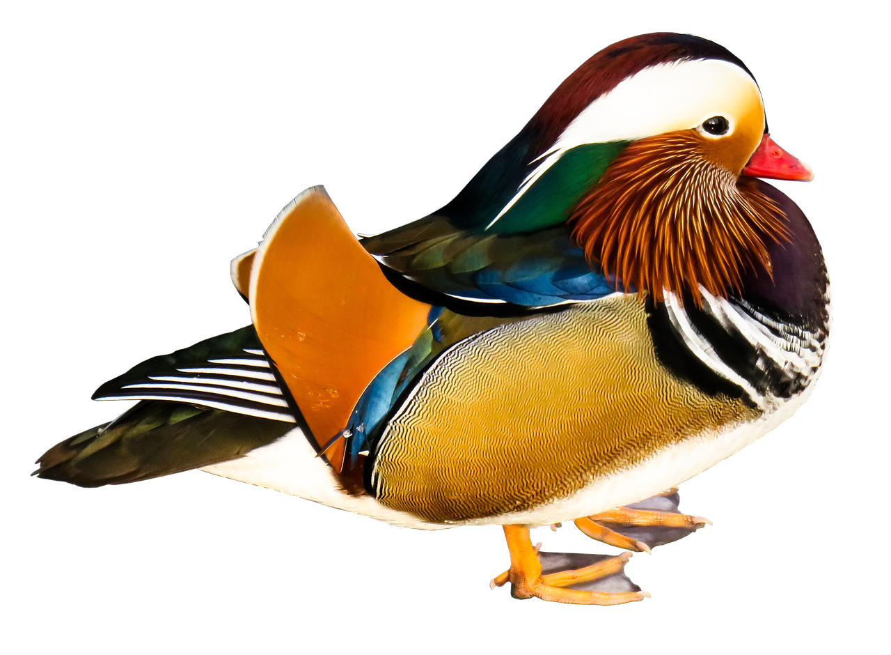 mandarin ducks animal colorful free photo