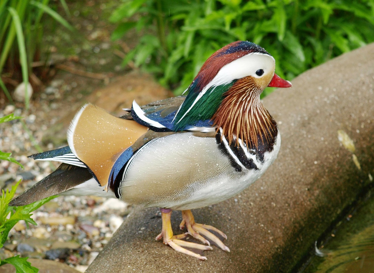 mandarin ducks duck ornamental duck free photo