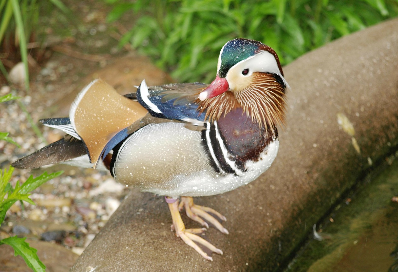 mandarin ducks duck bird free photo