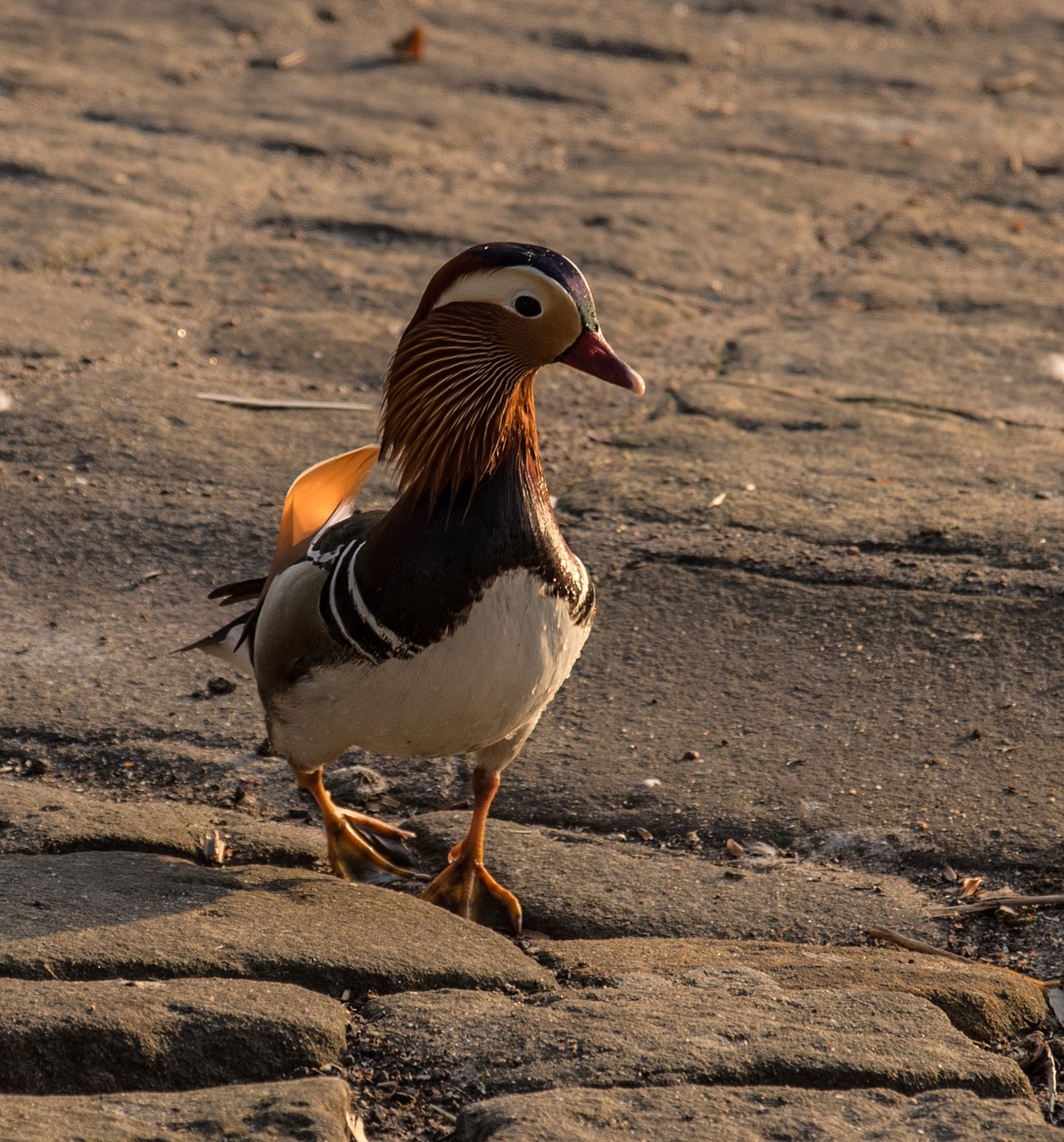 mandarin ducks  evening light  sunset free photo