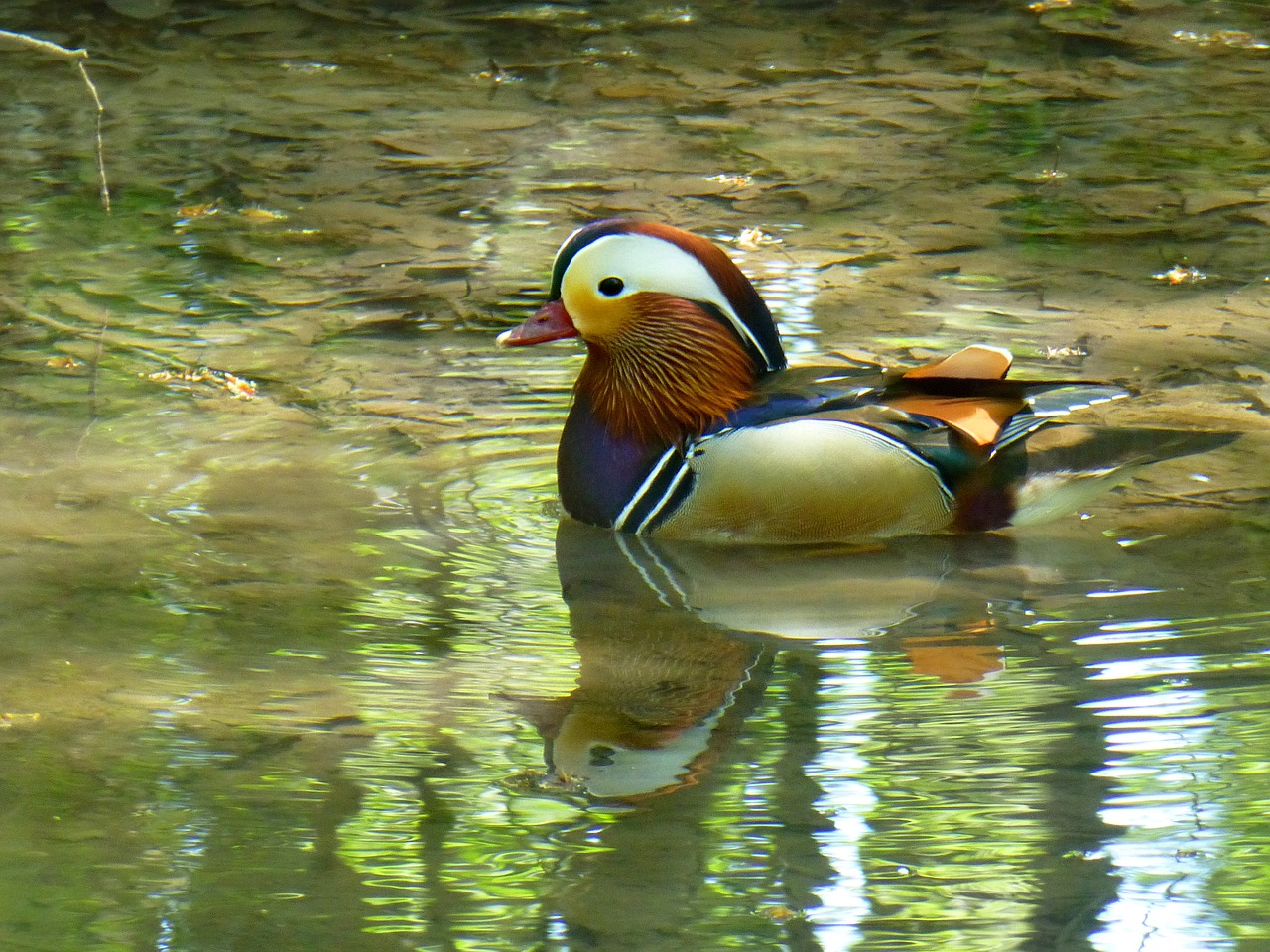 mandarin ducks  duck bird  aix galericulata free photo