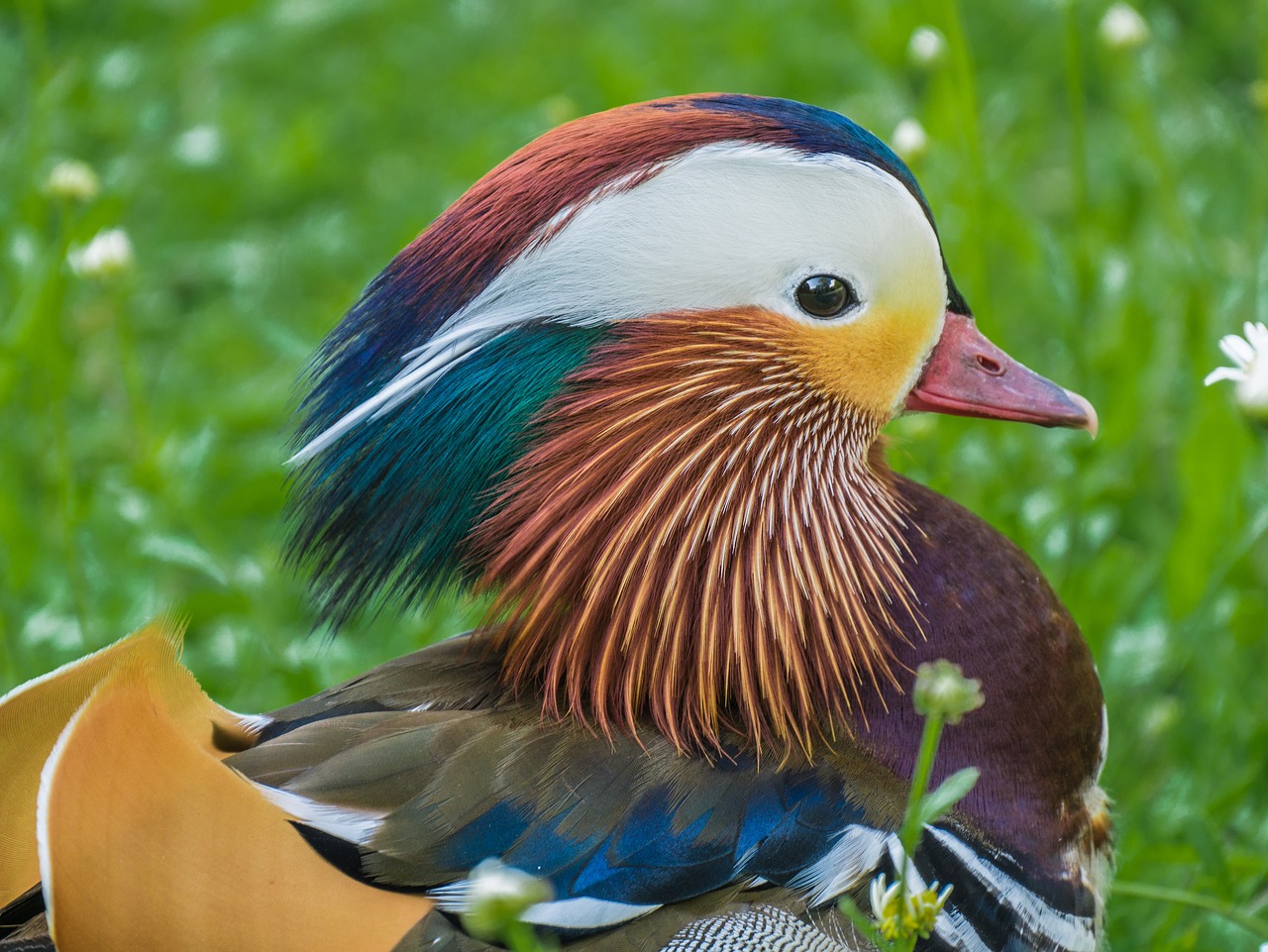 mandarin ducks  water bird  duck free photo