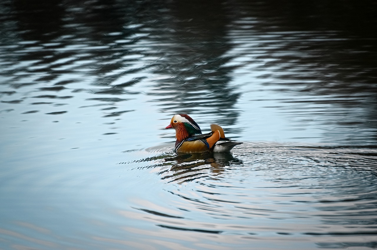 mandarin ducks  duck  drake free photo