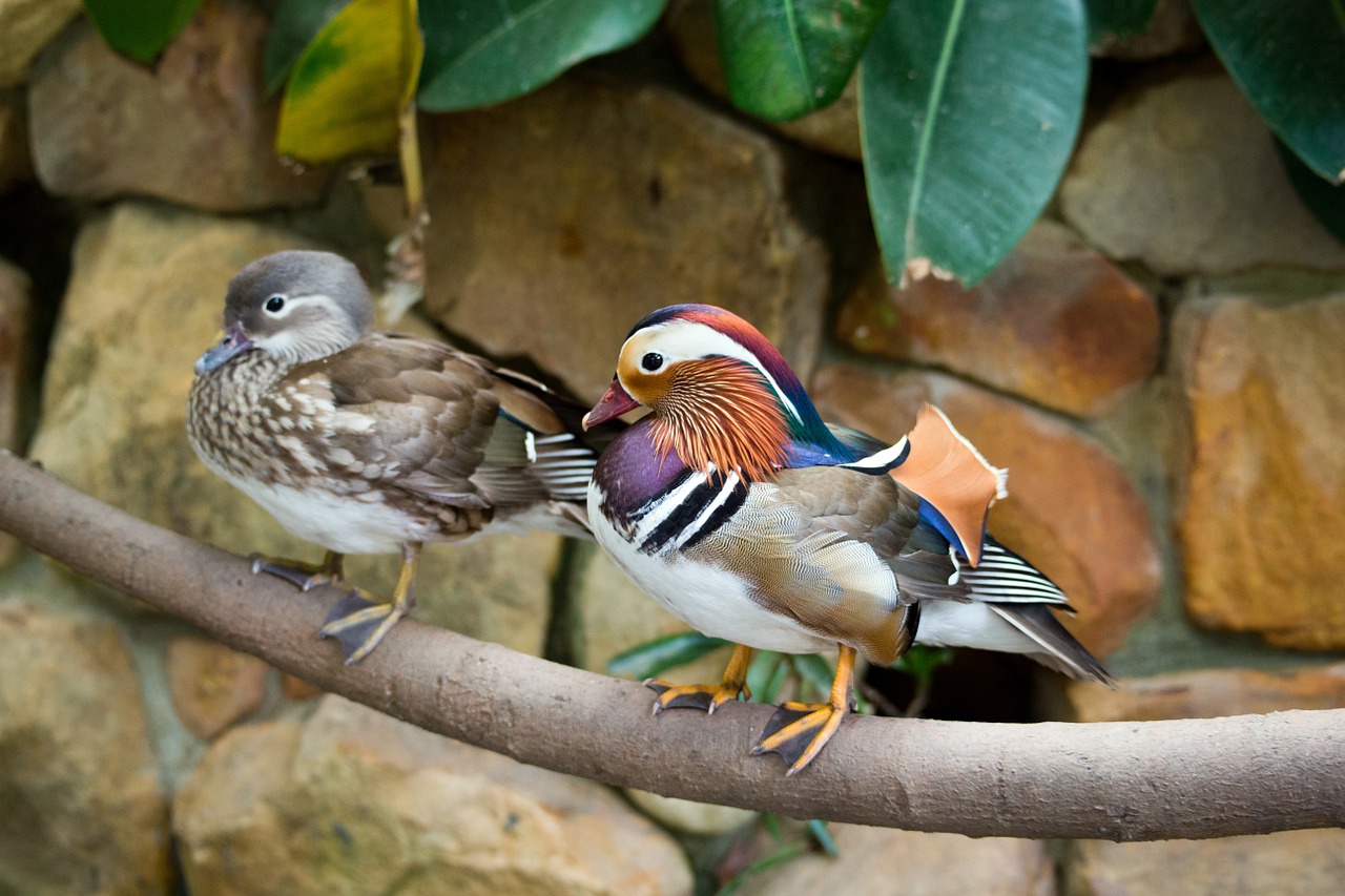 mandarin ducks ducks pair free photo