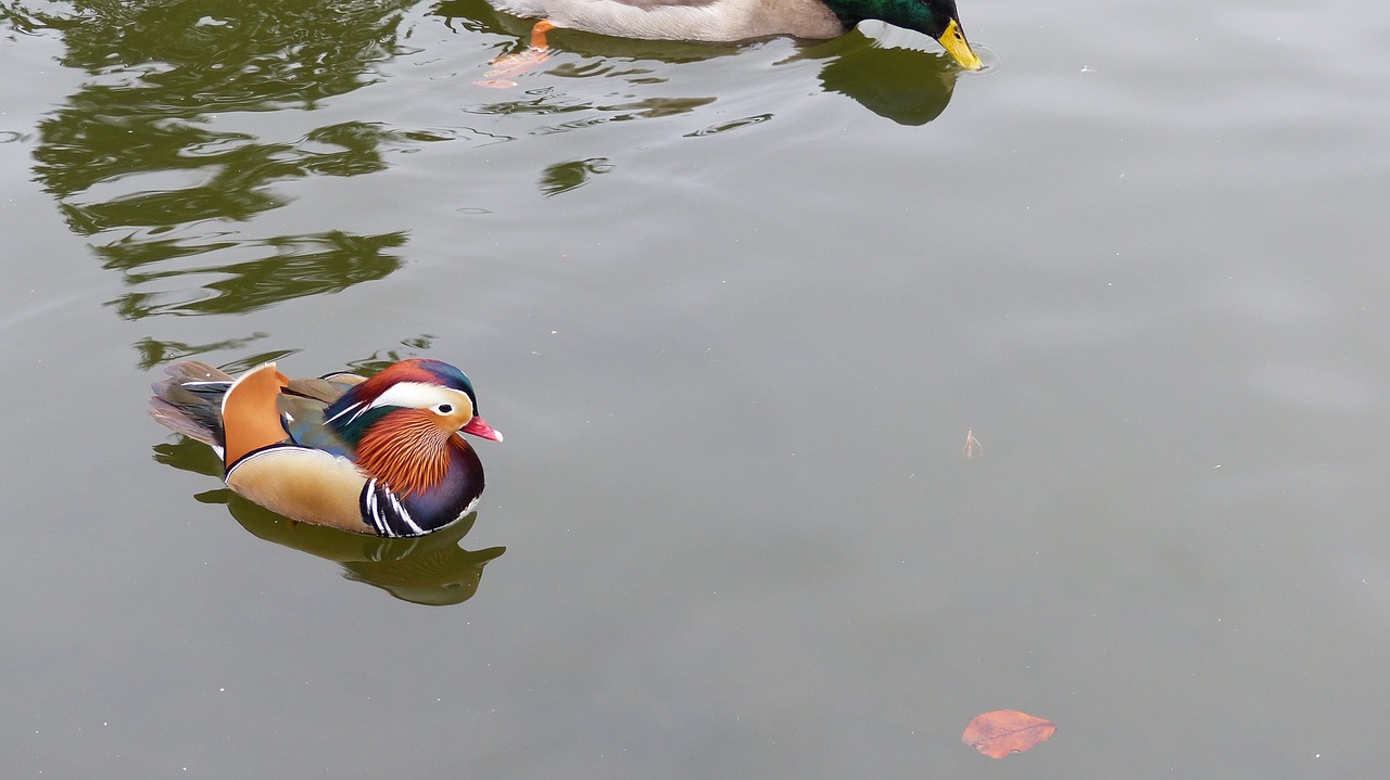 mandarin ducks duck water free photo