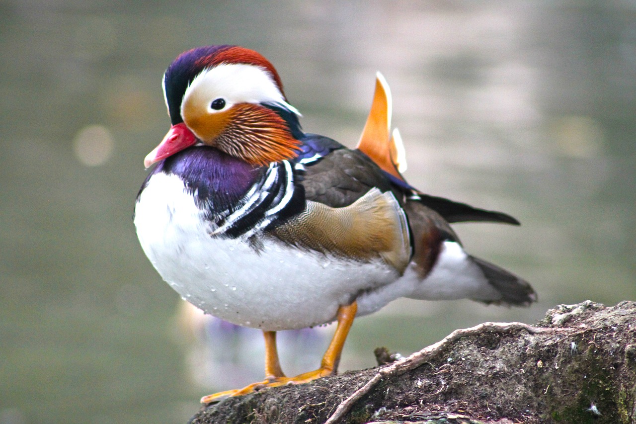 mandarin ducks duck duck bird free photo