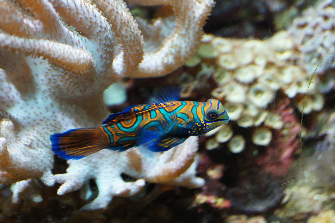 mandarin fish fish vertebrate free photo