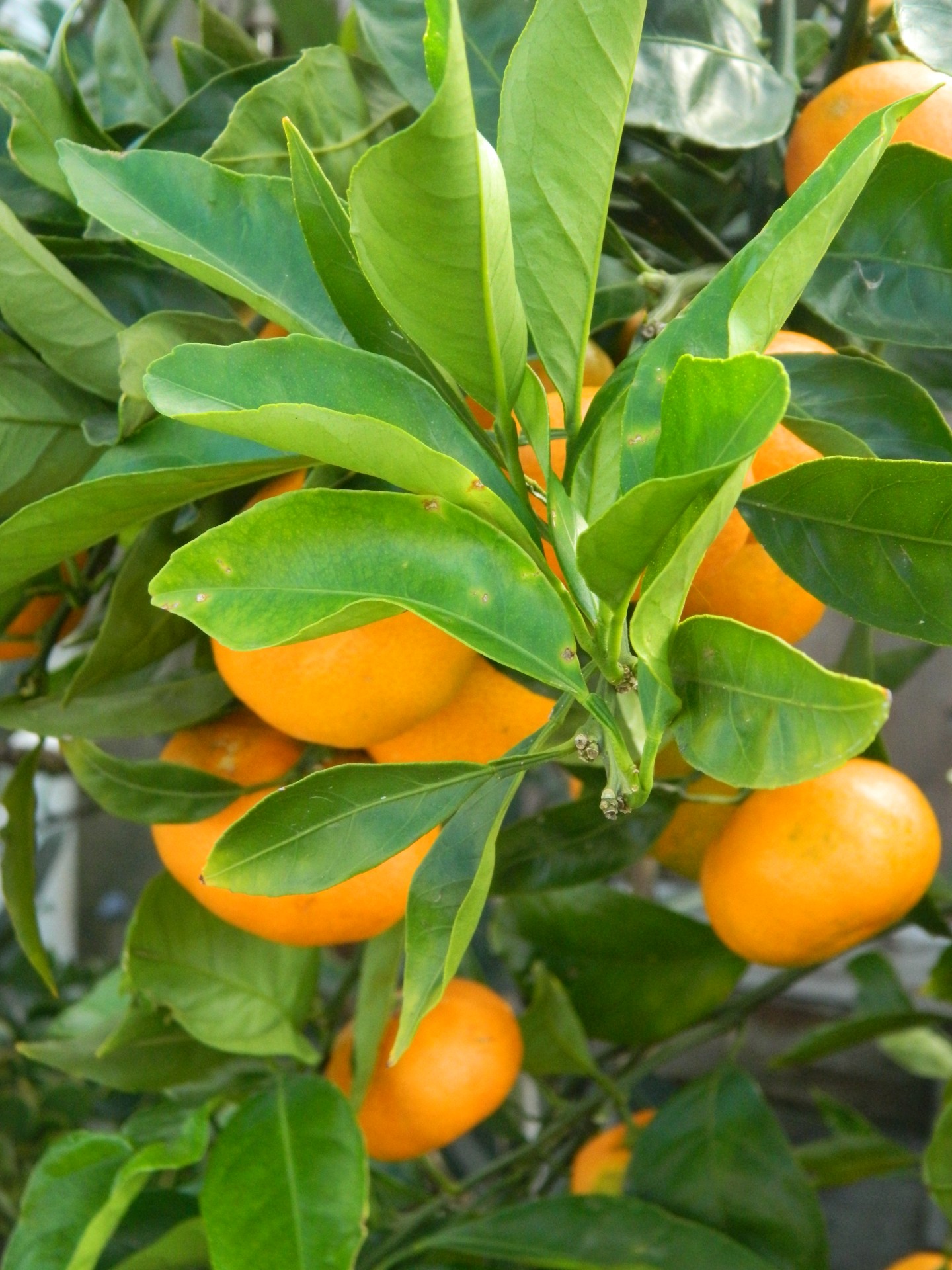 fruit citrus mandarin mandarin tree free photo
