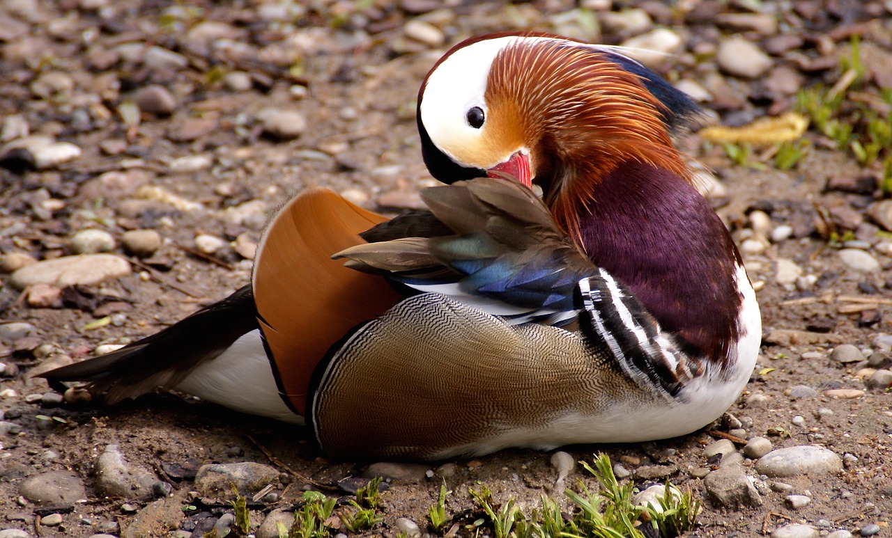 mandarinente duck bird free photo