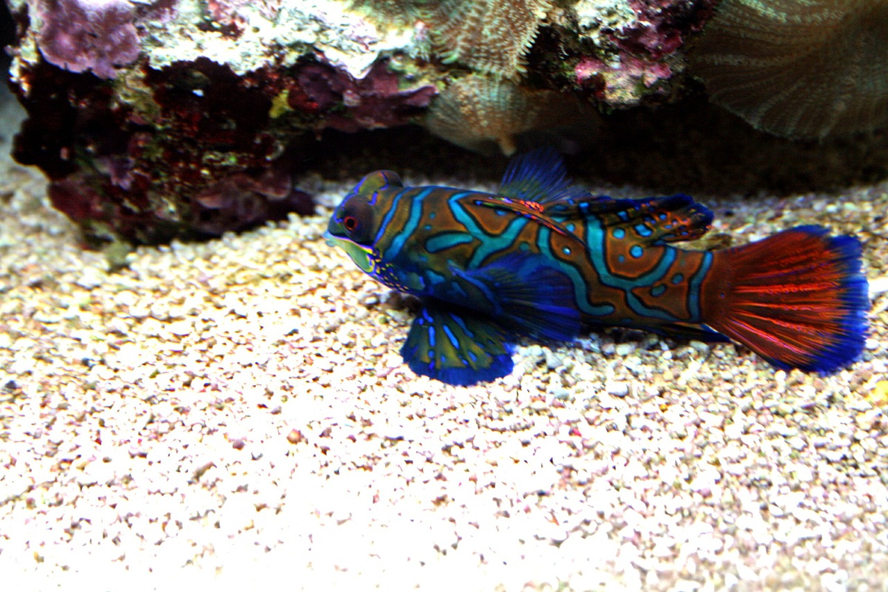 mandarinfish tropical tank free photo