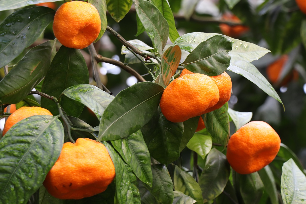 mandarins  tangerine  citrus free photo