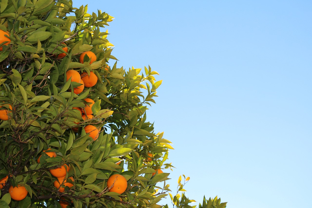 mandarins citrus oranges free photo