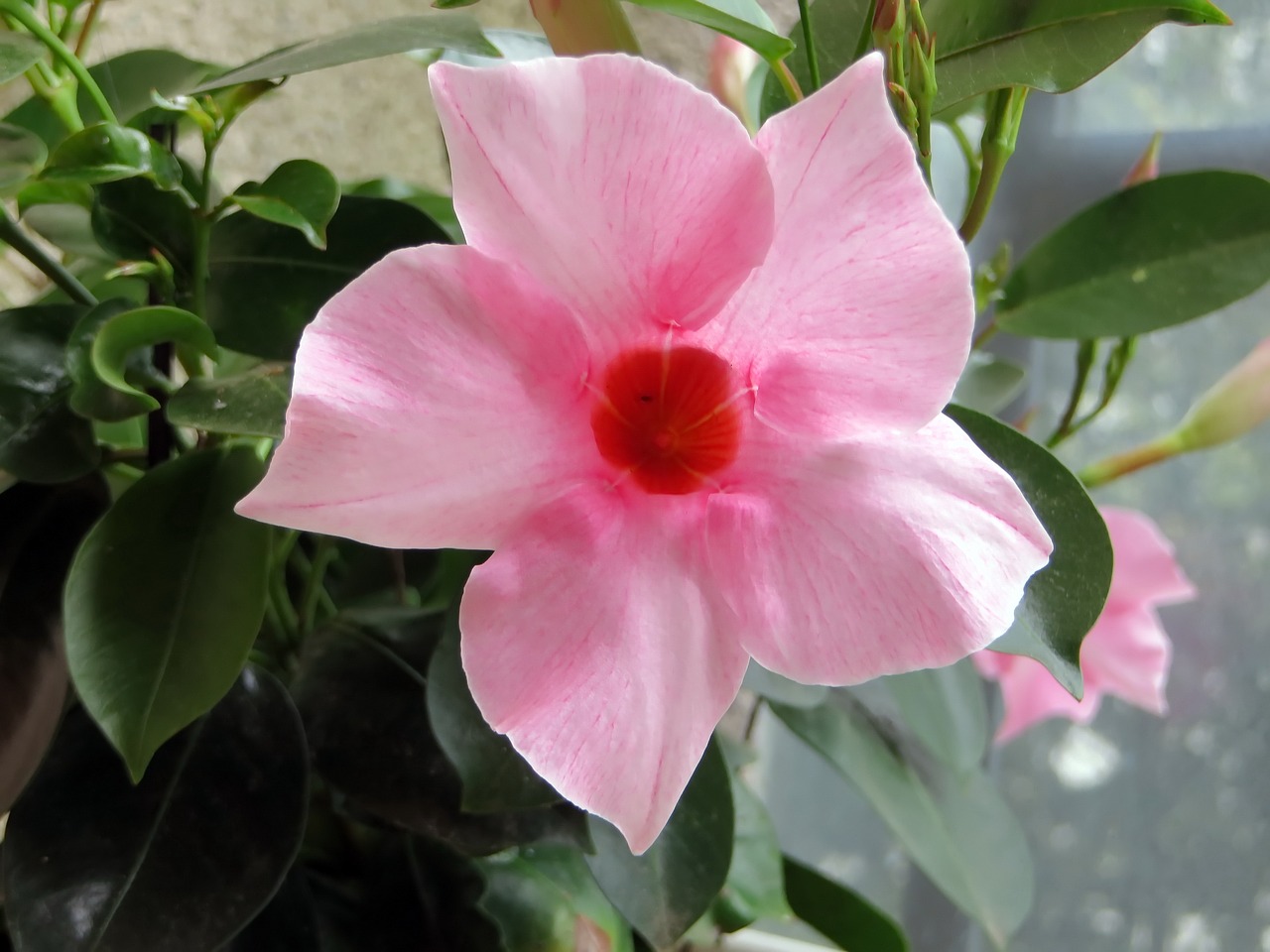 mandevilla flower pink free photo