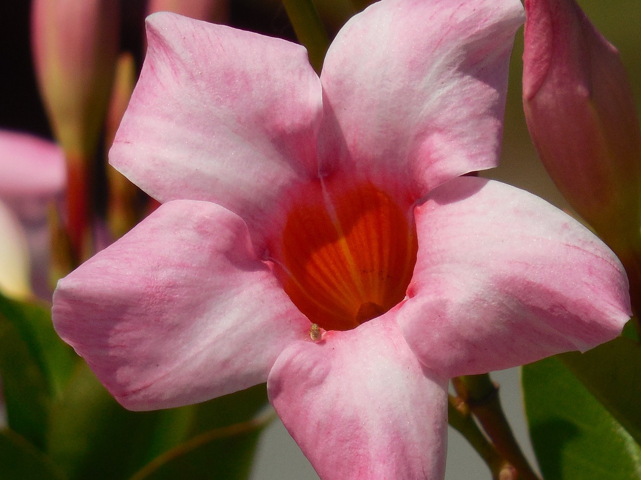 Mandevilla,flower,nature,green,plant - free image from needpix.com