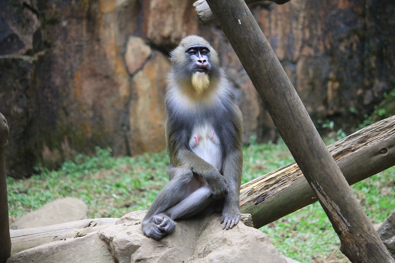 mandrill monkey animal free photo