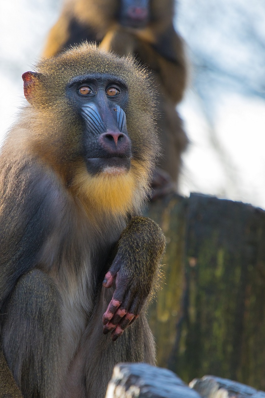 mandrill primate monkey free photo