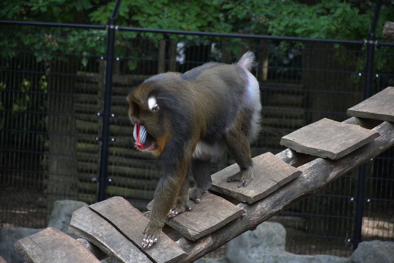 mandrill  monkey  colorful free photo