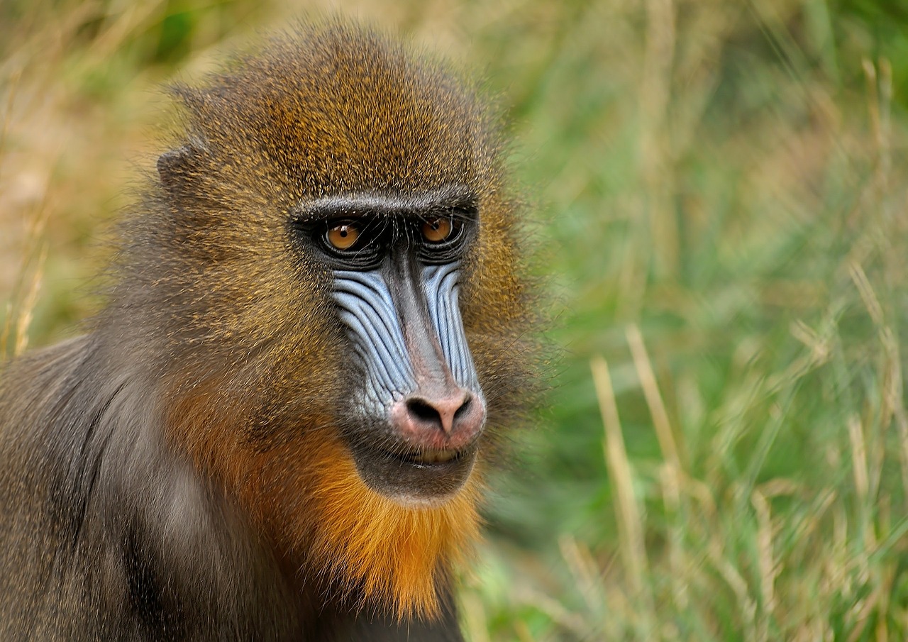 mandrill monkey zoo free photo