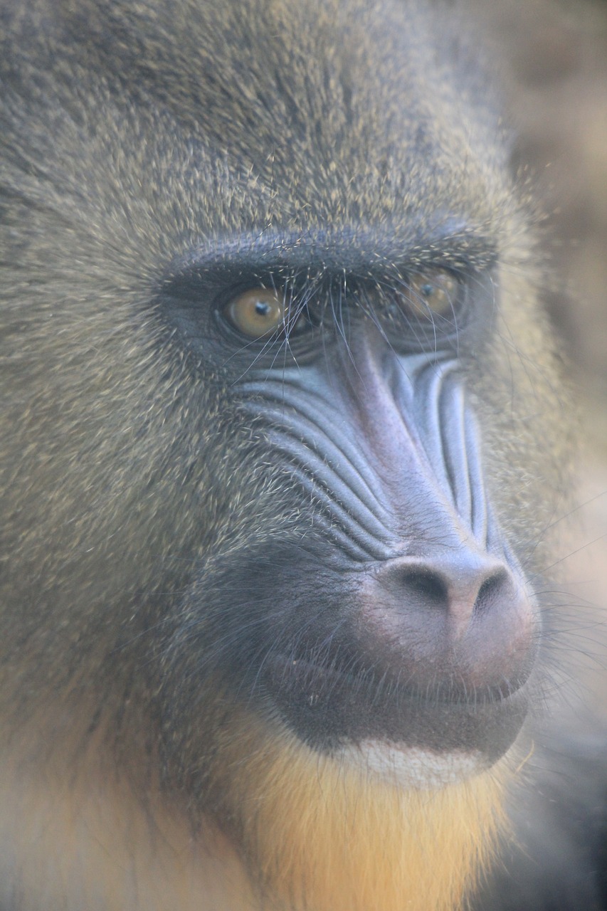 mandrill  singe  zoo free photo