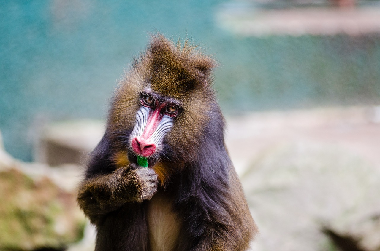 mandrill portrait primate free photo