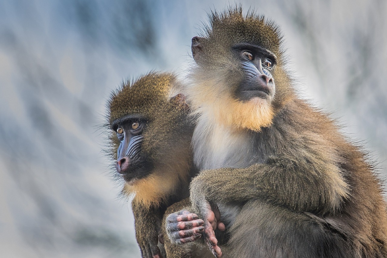 mandrills primate monkey free photo