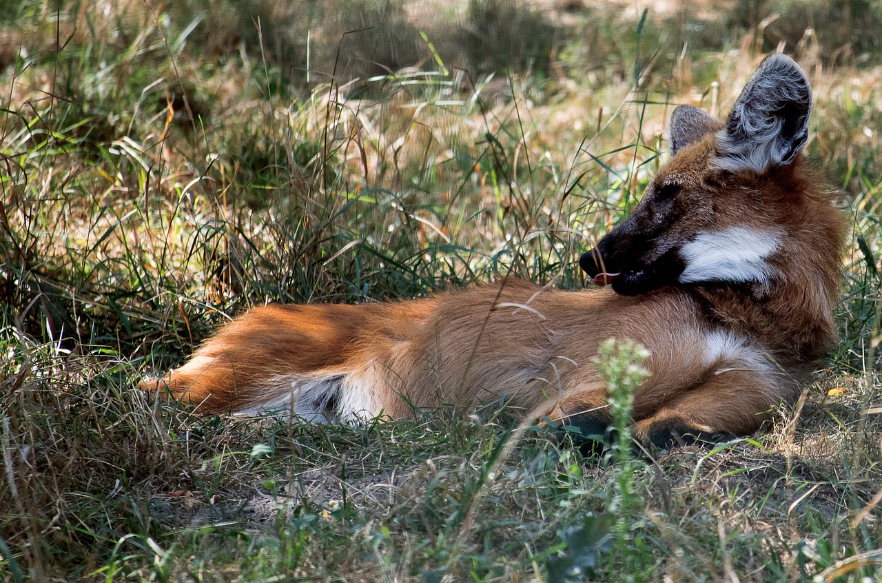 maned wolf  wolf  mammal free photo