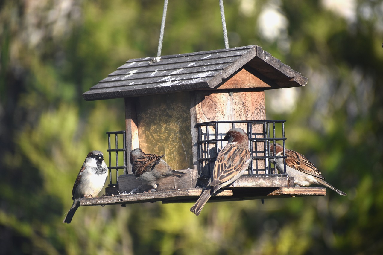 manger  birds  sparrows free photo