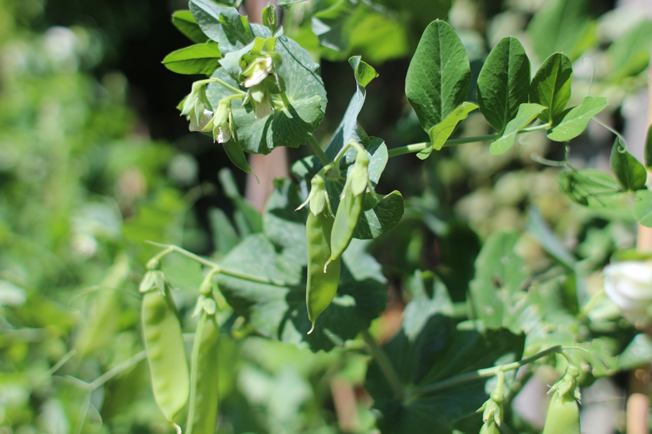 mangetout pea plant free photo