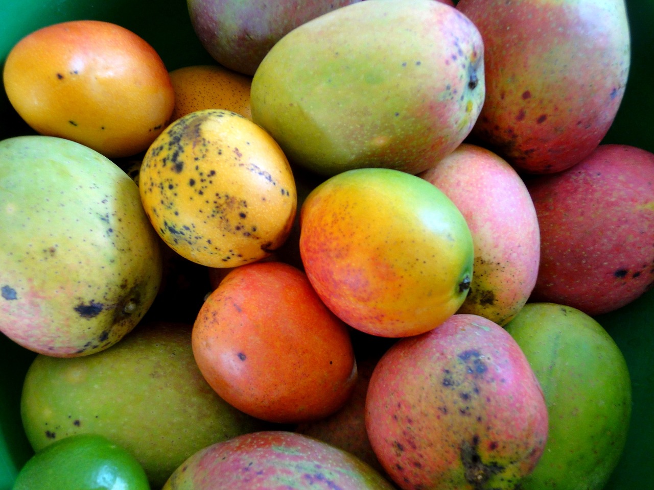 mango fruit healthy free photo