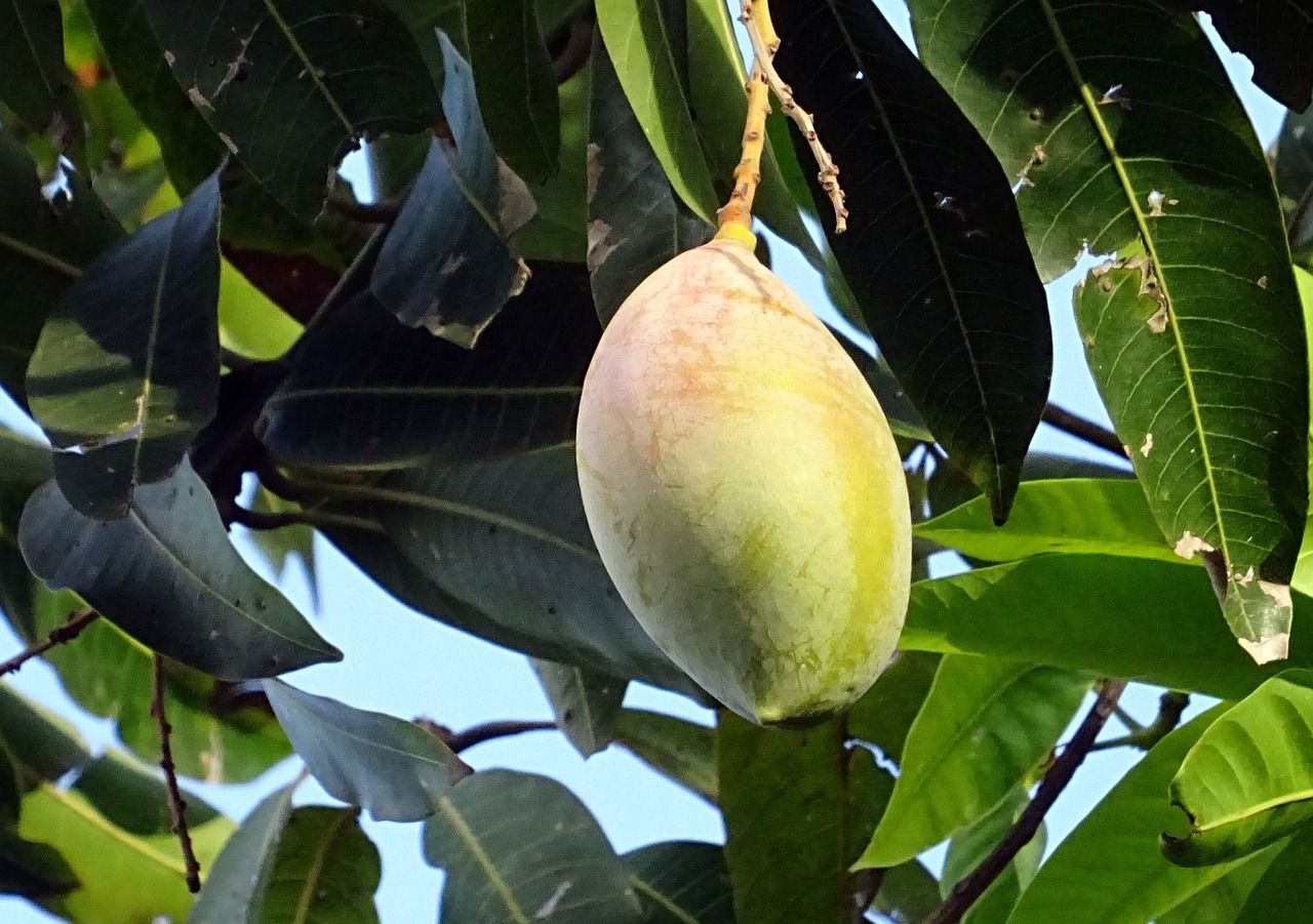 mango fruit mangifera indica free photo