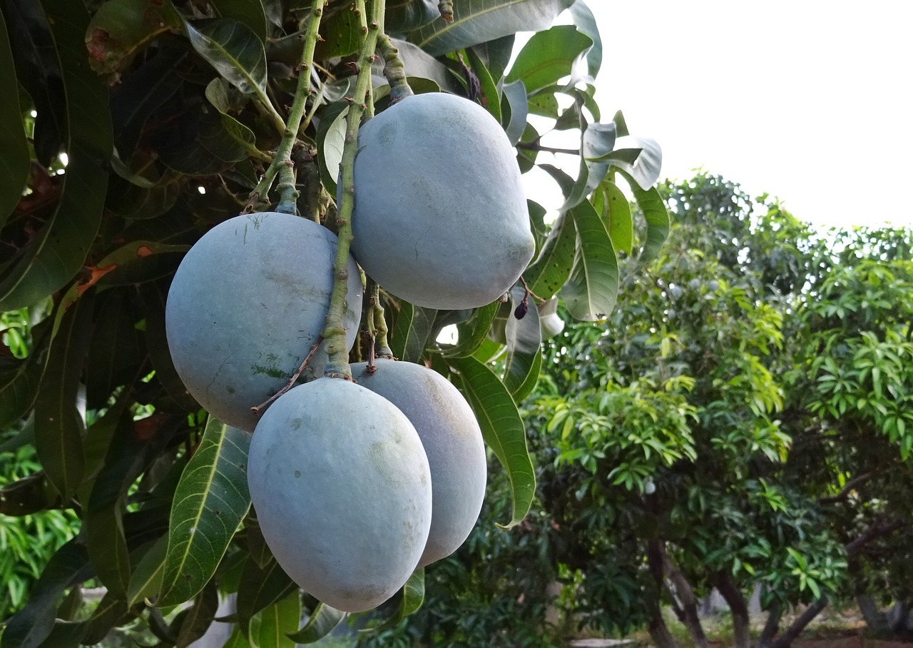 mango fruit mangifera indica free photo