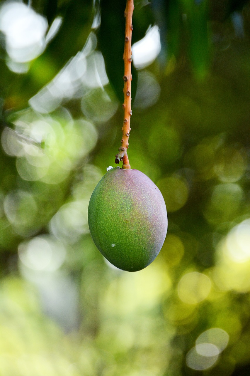 mango fruit vegetable free photo