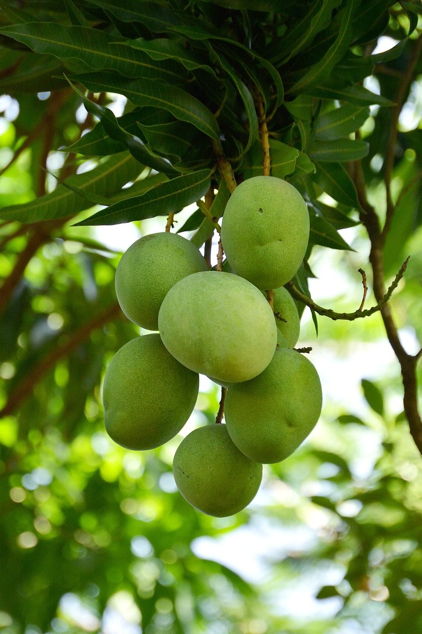 mango fruit vegetable free photo