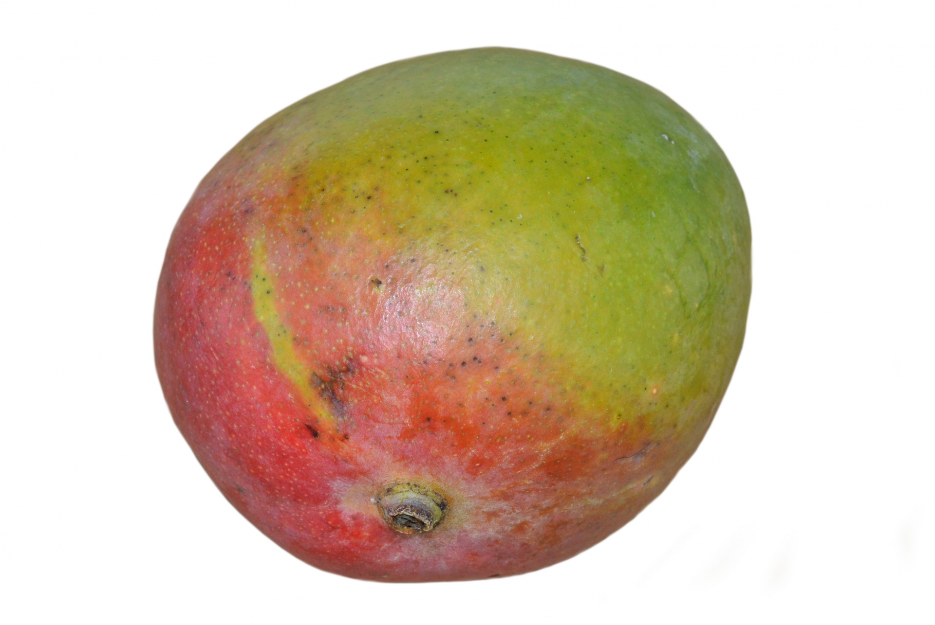 mango fruit food free photo