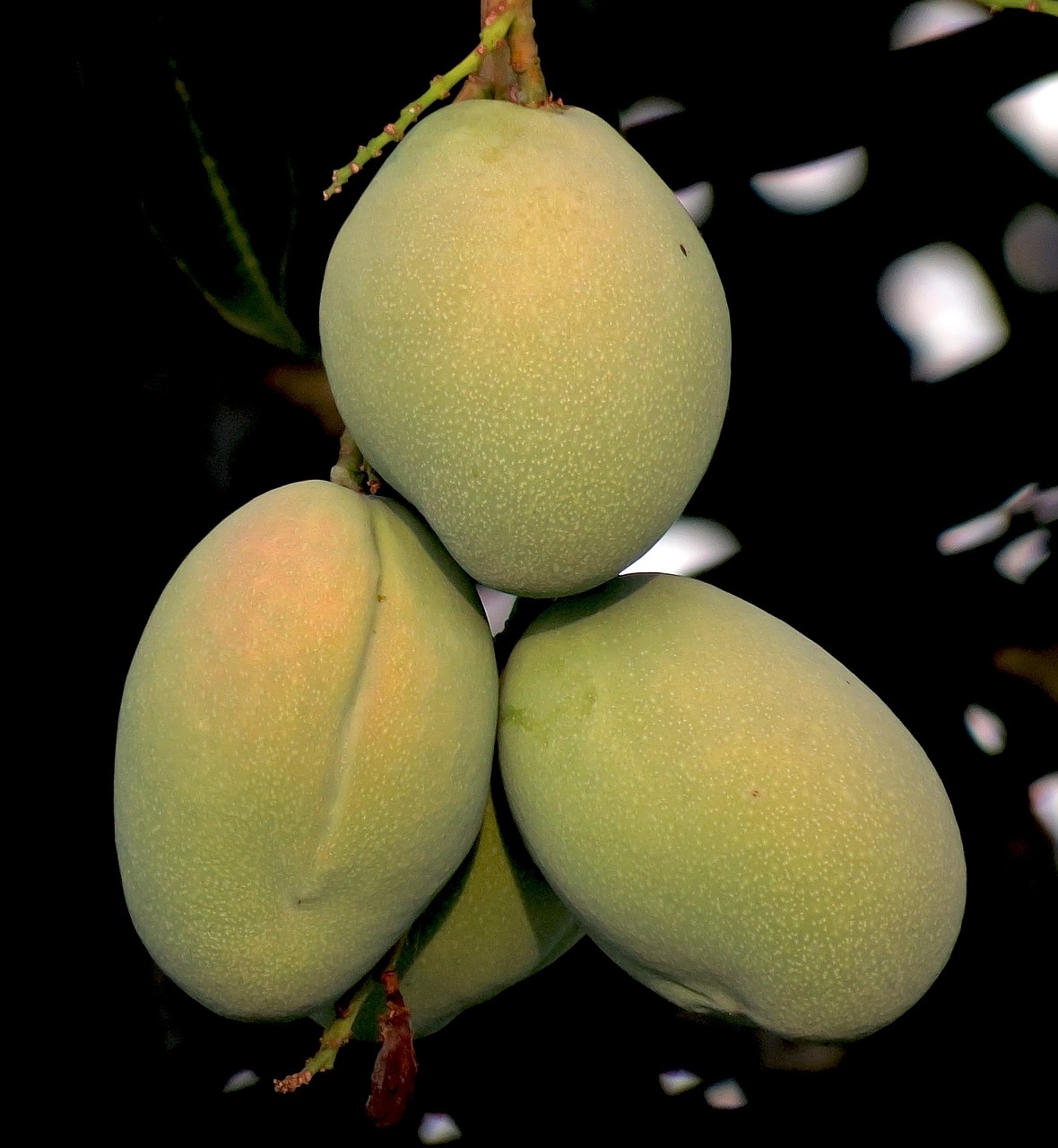 mango fruit natural free photo