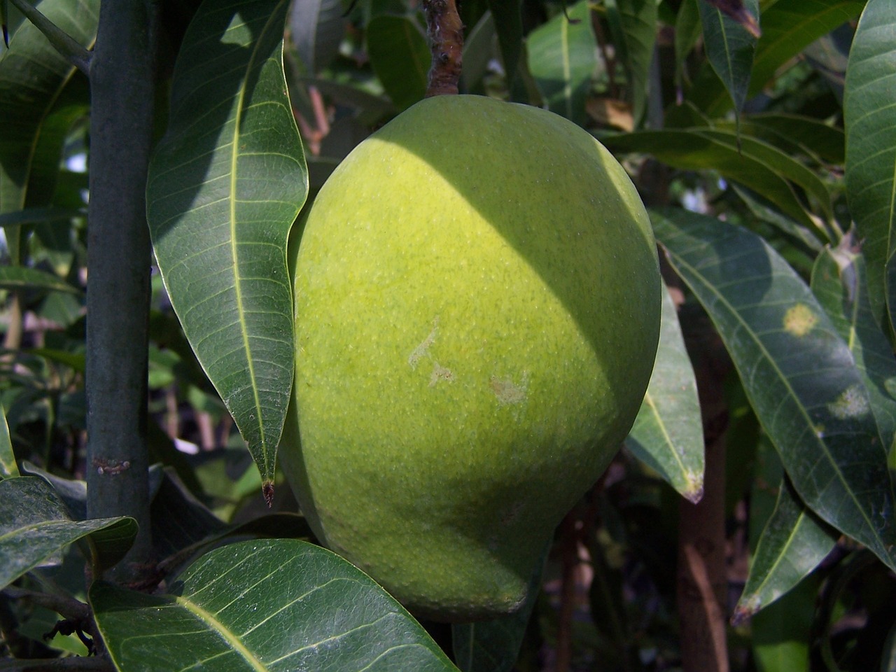 mango fruit tropicale free photo