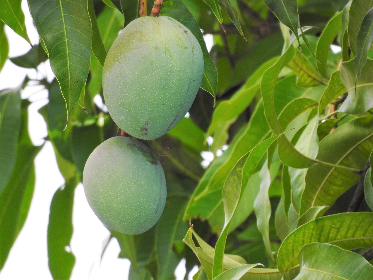 mango mango tree tropical free photo