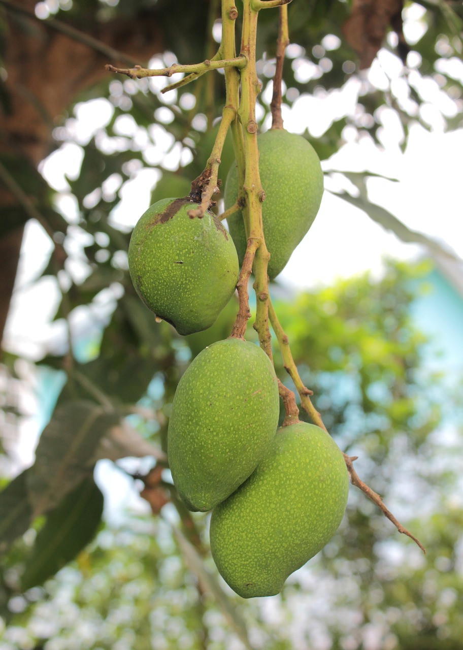 mango fruit food free photo